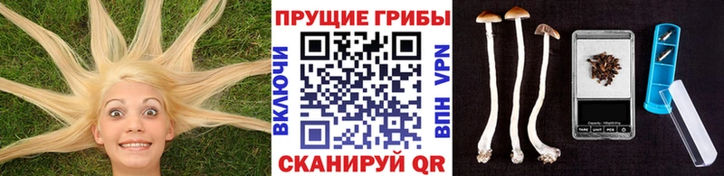Галлюциногенные грибы Cubensis  где купить наркоту  Гусев 